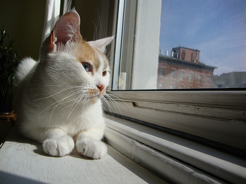 Cat in City Proof Window